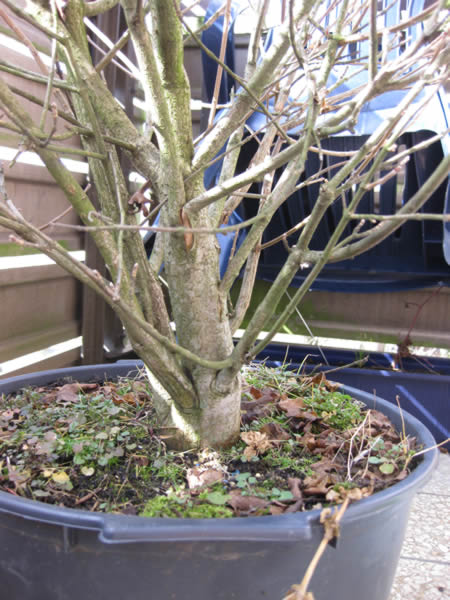 Acer campestre Nanum