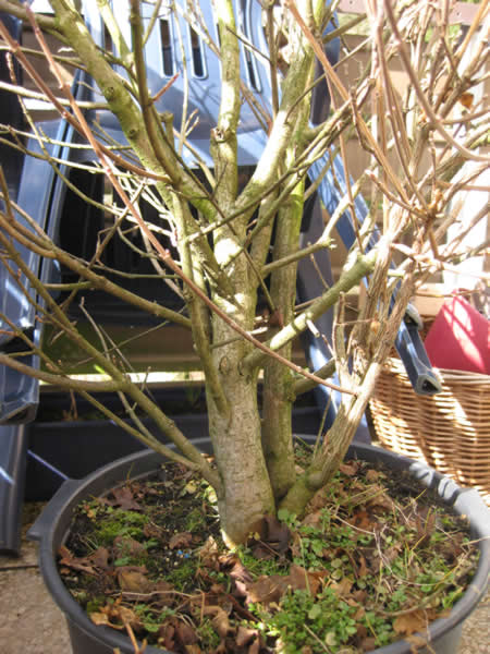 Acer campestre Nanum