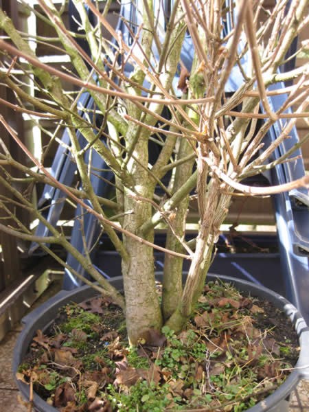 Acer campestre Nanum