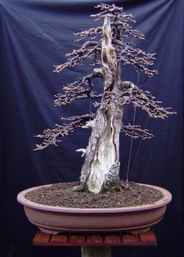 Lärche neu gedrahtet 07.März 2009 002.jpg