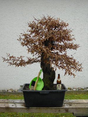 Hainbuche Dicke Berta 1.JPG