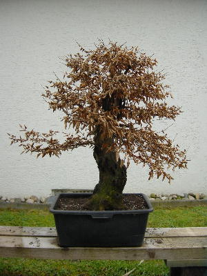 Hainbuche Dicke Berta 2.JPG