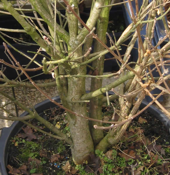 Die Äste im Oberen Bereich sind zu stark für eine glaubhafte Krone, oder?