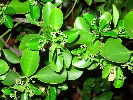 Knospen Eonimus.JPG