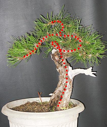 p.nigra3.jpg