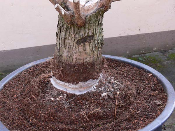 Abmosen2-Fruehjahr2007.jpg