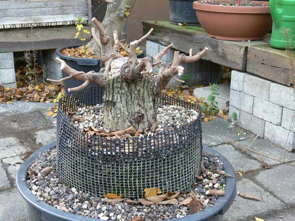 Herbstschnitt-2007.jpg