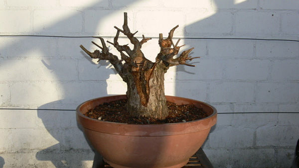 Fruehjahr-2009.jpg