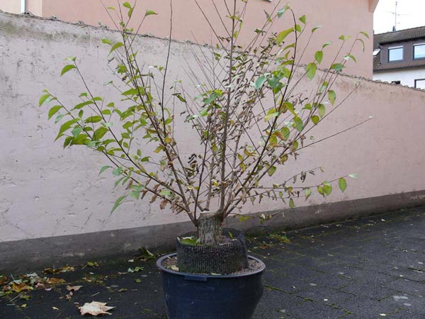 Herbst-2006.jpg