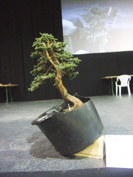 P1040831 (450 x 600).jpg