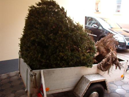taxus 001.jpg