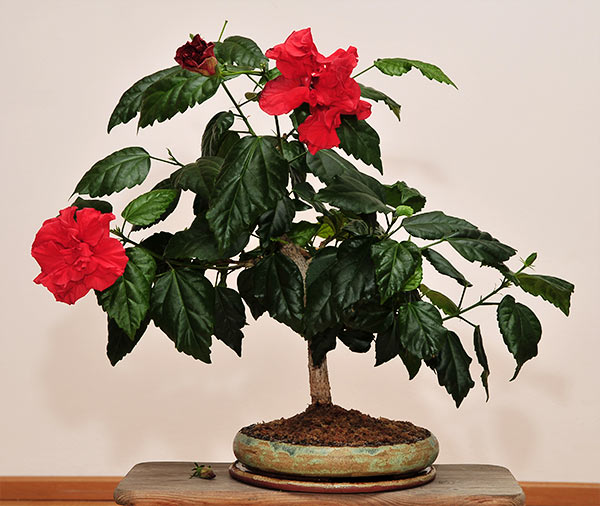 schmieda_hibiskus_12.03.09.jpg