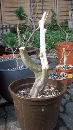 Buche mit Jinast.jpg