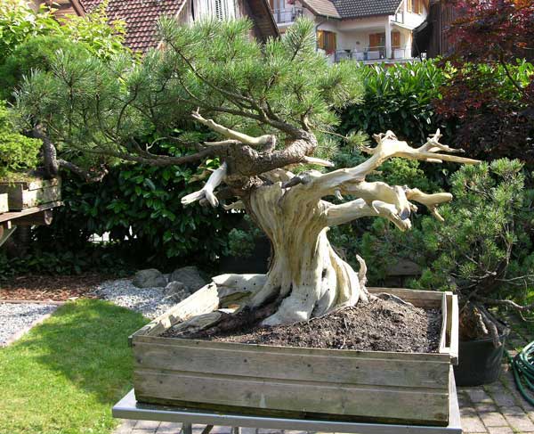 Rückseite nach dem Verfeinern der Jins