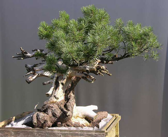 Der Baum ist bereit für die Gestaltung.