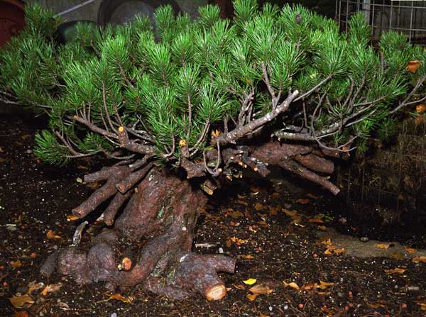 Die Bergkiefer im Garten. Da die Wurzeln noch zu lang sind, habe ich den Baum ins Freiland gesetzt.