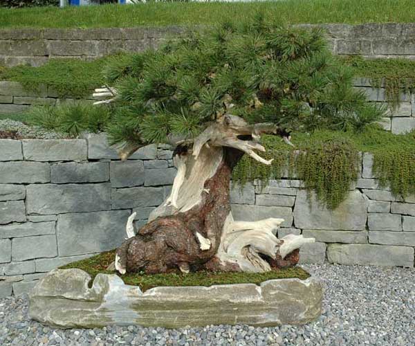 Bergkiefer (pinus mugo) im Garten. Alter über 200 Jahre. Gesamtgewicht 70-80 kg