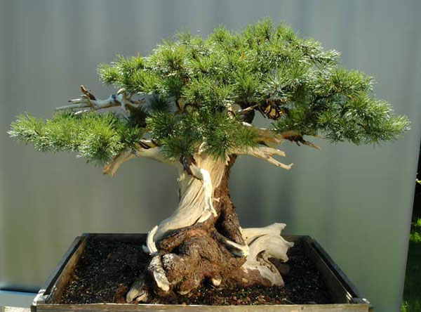 Pinus mugo vor neutralem Hintergrund
