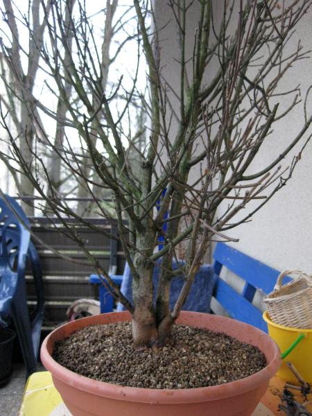 Der (zu hohe) Baum