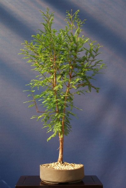 sumpf-2008-1.jpg