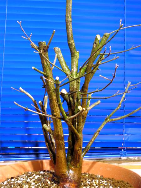 01_Rückschnitt_03_2009.jpg