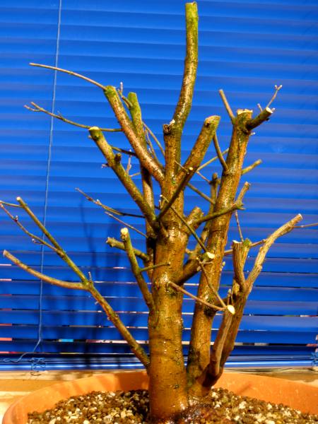 08_Rückschnitt_03_2009.jpg