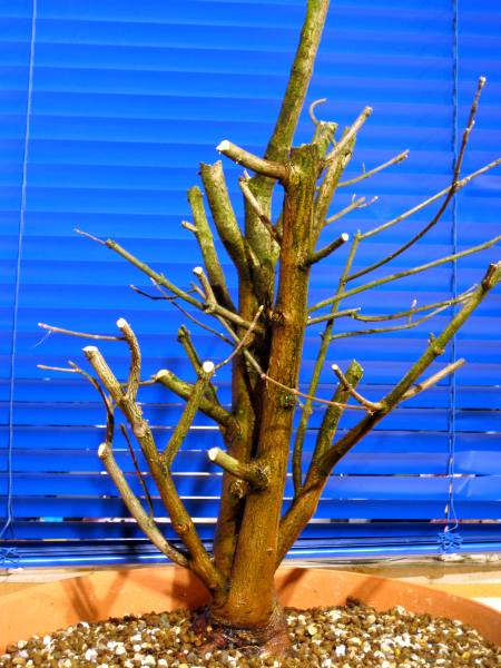 09_Rückschnitt_03_2009.jpg