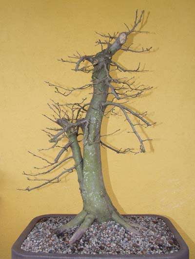 Hainbuche März 2009 hinten .jpg