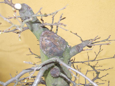 Hainbuche März 2009 Schnittstelle oben .jpg