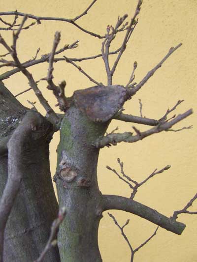 Hainbuche März 2009 Schnittstelle rechts .jpg