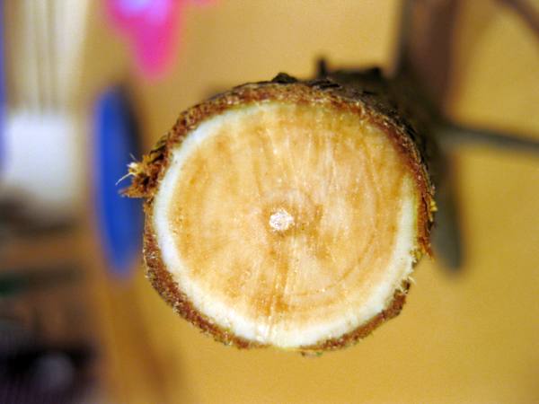 Lässt das Rückschlüsse auf das Alter des gesamten Baumes zu?