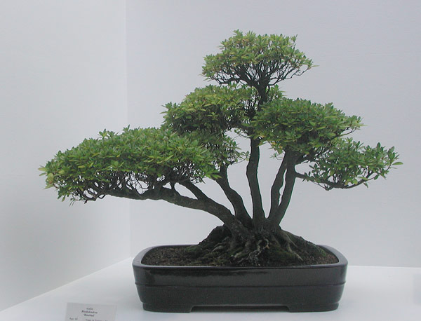 Azaleengruppe
