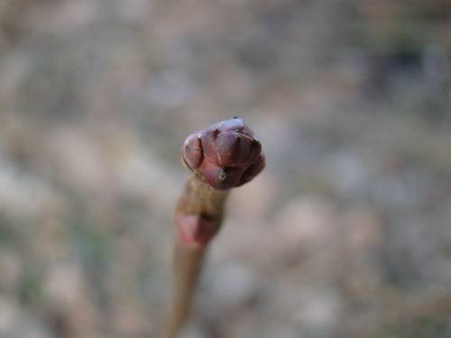 Nochmal eine Knospe