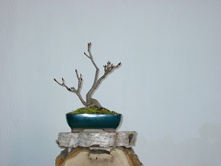 A-KIF_0915.JPG