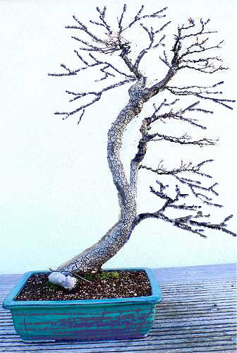 Herbi Acer.jpg