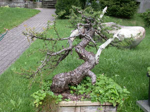 #06 Lärche 2001.jpg