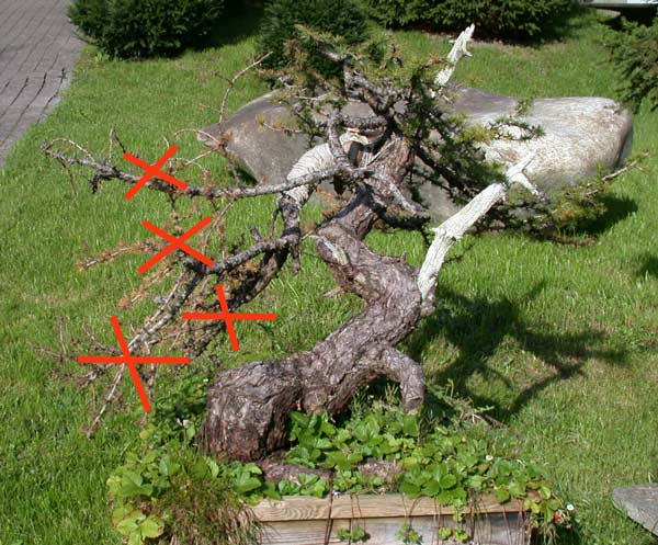 #08 Sterbende Äste.jpg