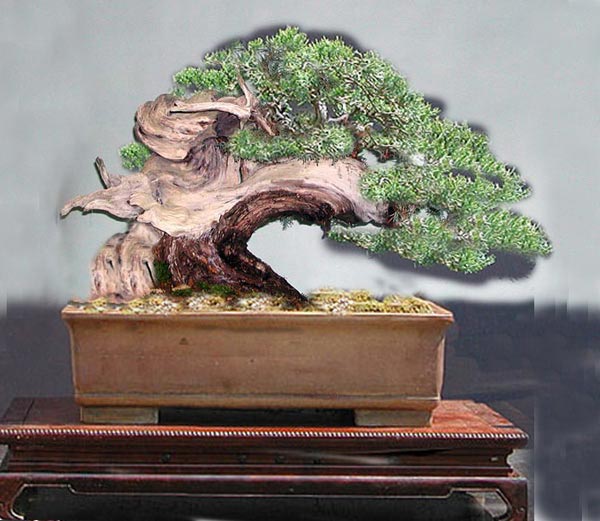 mit Totholz.
<br />Dann ist der Baum zum ersten mal wirklich vorzeigbar. Das ist kein Traum, sondern das geht wirklich.