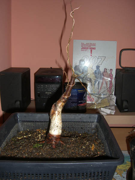 sandbirke_betula_pendula_fastigiata_20090324_nachher_vorne_klein.jpg