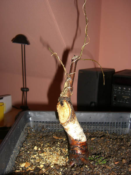 sandbirke_betula_pendula_fastigiata_20090324_nachher_links_klein.jpg