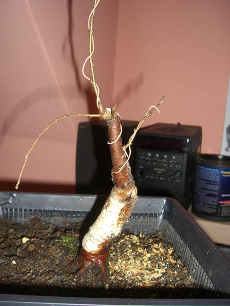 sandbirke_betula_pendula_fastigiata_20090324_nachher_rechts_klein.jpg