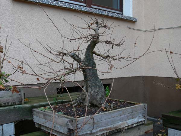 Herbst-1-2007.jpg
