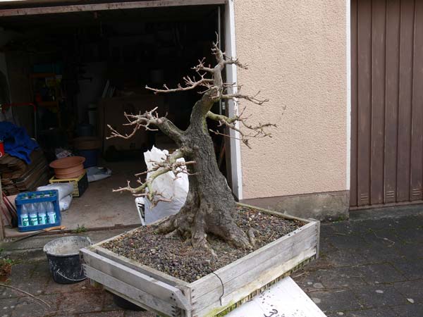 Umtopfen-1-2008.jpg