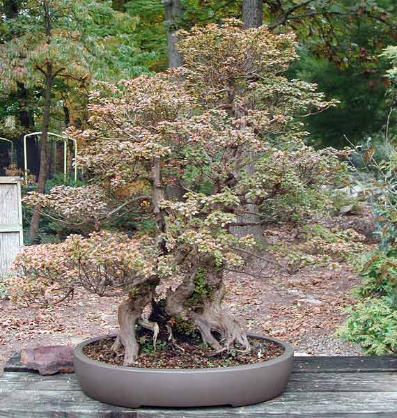 Riesenazalee