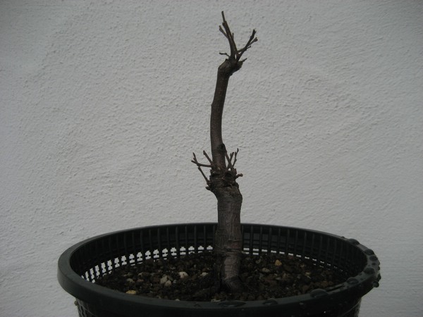 comp 70IMG_2412.jpg