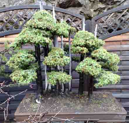 Wald Juniperus