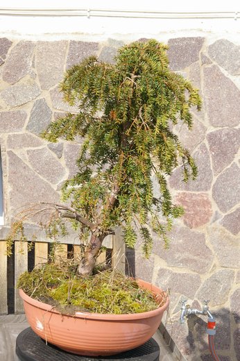 kleine Eibe ca.50 cm hoch