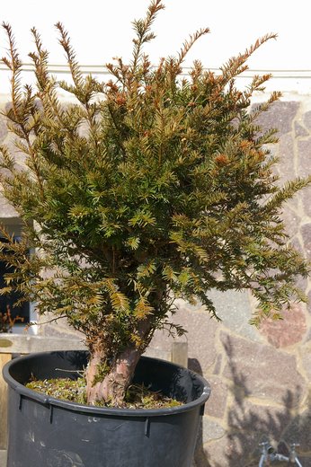 höhe ca.70cm