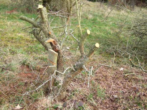 der Baum