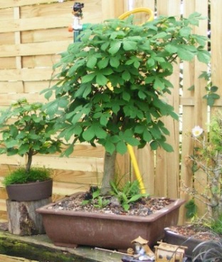bonsai06.2008029.jpg